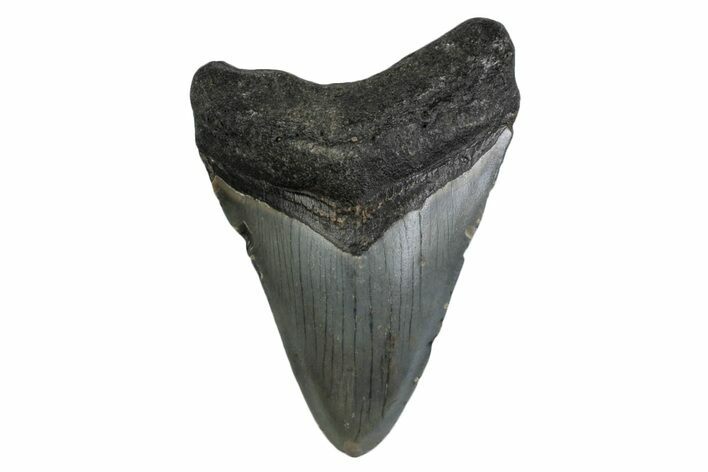 Fossil Megalodon Tooth - North Carolina #377966
